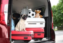 San Valentino: indagine i pet e l’amore