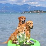 Lago di Garda: vacanza perfetta con gli amici a 4 zampe