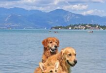 Lago di Garda: vacanza perfetta con gli amici a 4 zampe