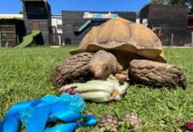 Fiocco azzurro a Zoomarine