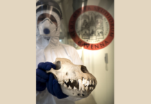 Da predatore feroce a migliore amico dell’uomo: come gli antichi lupi sono diventati i moderni cani