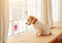 Animali domestici: non perderli mai di vista con Verisure