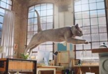 Giornata Internazione del Gatto: i trucchi per scoprire se lo conosciamo meglio