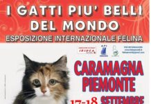 I gatti più belli del mondo arrivano a Caramagna Piemonte