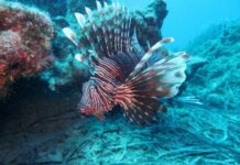 Cambiamenti climatici: nuova rotta trans-oceanica per i pesci marini