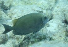 200 nuovi pesci: il Mediterraneo è il mare più invaso al mondo