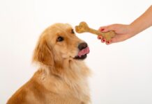 amusi presenta i nuovi snack dentali 100% vegetali e senza glutine