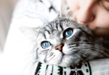 Allarme caldo per i gatti: cosa fare per mantenere alta l’idratazione