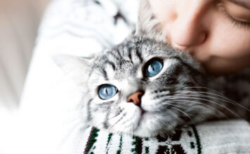 Allarme caldo per i gatti: cosa fare per mantenere alta l’idratazione