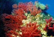 Il cambiamento climatico causa sempre più eventi di mortalità di massa tra gli organismi marini del Mediterraneo