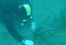 Terna: al via il progetto di trapianto della Posidonia oceanica nel Golfo di Follonica