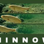 “LIFE MINNOW”: progetto per salvare le specie ittiche del fiume Po minacciate di estinzione