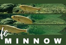 “LIFE MINNOW”: progetto per salvare le specie ittiche del fiume Po minacciate di estinzione