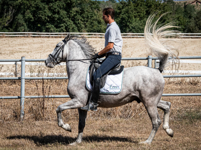 I cavalli Lipizzani del CREA entrano a far parte del patrimonio UNESCO
