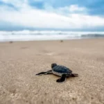 Tartalove: la campagna di Legambiente per la salvaguardia delle tartarughe marine nel Mediterraneo 