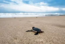 Tartalove: la campagna di Legambiente per la salvaguardia delle tartarughe marine nel Mediterraneo