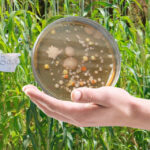 Batteri fertilizzanti per combattere la siccità e migliorare suoli e produzione