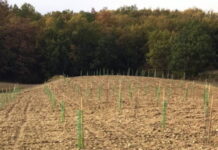I bambini dell’ospedale Bambino Gesù adottano 650 alberi da nettare per le api