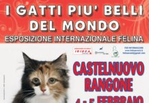 I GATTI PIU’ BELLI DEL MONDO in arrivo a Castelnuovo Rangone