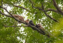 Coordinazione e regolarità ritmica tipicamente umane trovate in un altro primate