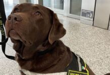 L’unità cinofila dei Vigili del Fuoco di Ferrara in visita a Cona