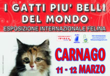I GATTI PIU’ BELLI DEL MONDO al Palasport di CARNAGO