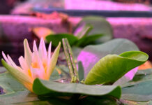 Zoo e Orti Botanici evitano l’estinzione di specie animali e vegetali