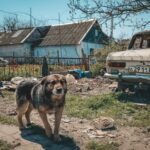 Animali in guerra: l’analisi di Save the Dogs dopo un anno di lavoro e due missioni in Ucraina