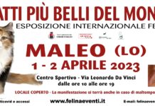 I GATTI PIU’ BELLI DEL MONDO arrivano al Centro Sportivo di MALEO