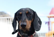 Bio Bass: la prima linea di cosmetici naturali, biologici e Made in Italy dedicata ai bassotti