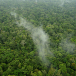 Le foreste delle aree umide fanno piovere di più