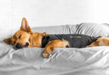 ThunderShirt: il cappottino rilassante per il cane in stato di stress