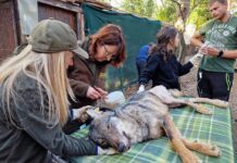 Lupo ferito salvato dai veterinari della Asl di Rieti