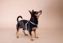 MyFamily presente con le sue novità alla seconda edizione di PITTI PETS