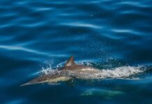 Progetto Life Conceptu Maris: in un anno 556 avvistamenti e 13 incontri con i giganti del Mar Tirreno