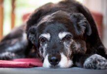 Cani italiani sempre più anziani