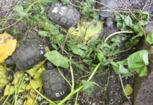 Nati 17 piccoli di tartaruga gigante alle Seychelles