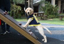 ARCAPLANET: continua l’impegno con il Servizio Cani Guida dei Lions di Limbiate e Ausili per la Mobilità dei Non Vedenti Onlus