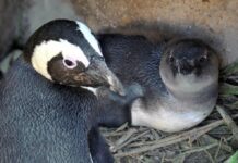 Nati al Bioparco 8 fenicotteri e un pinguino