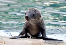 Al Bioparco di Roma è nata una otaria della California