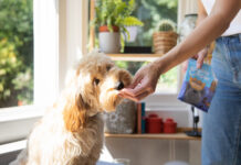 Più del 50% degli italiani crede che una dieta vegetale non sia adatta a un cane