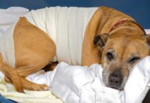 Registro Tumori degli animali da compagnia: via libera dalla Regione Emilia Romagna al progetto sperimentale dell’Azienda USL di Bologna