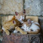 Peritonite infettiva felina: un nuovo algoritmo può diagnosticarla per tempo
