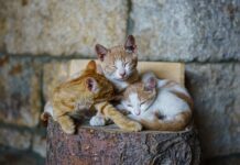 Peritonite infettiva felina: un nuovo algoritmo può diagnosticarla per tempo