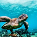 L’intelligenza artificiale in soccorso delle tartarughe marine delle Galapagos