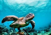 L’intelligenza artificiale in soccorso delle tartarughe marine delle Galapagos