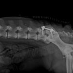 Chirurgia veterinaria: primo caso di stabilizzazione lombosacrale con sistema spinale di fissazione e distrazione