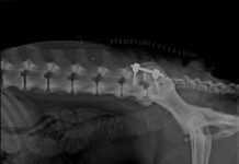 Chirurgia veterinaria: primo caso di stabilizzazione lombosacrale con sistema spinale di fissazione e distrazione