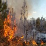 Nel 2022 bruciato il 40% di ecosistemi boschivi in meno dell’anno precedente