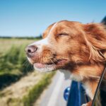 Cani in vacanza: ecco il vademecum per il loro meritato relax